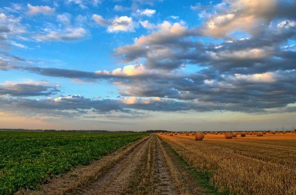 5 глобальних чинників, які позначаться на українському аграрному ринку
