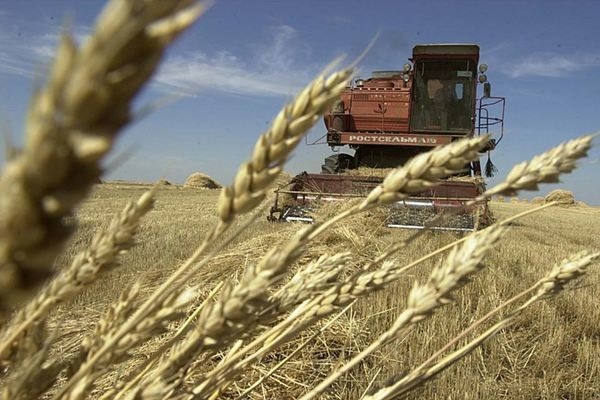 Аграрії самопроголошеної ДНР недобрали 43% зерна