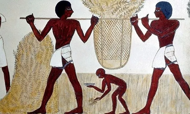 Египет объявил очередной тендер на закупку пшеницы