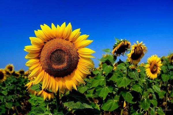 Агрофірма LNZ Group на Сумщині на два тижні раніше розпочала збирання соняшнику