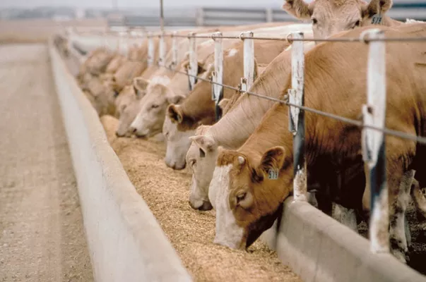В Україні стало менше великої рогатої худоби і свиней