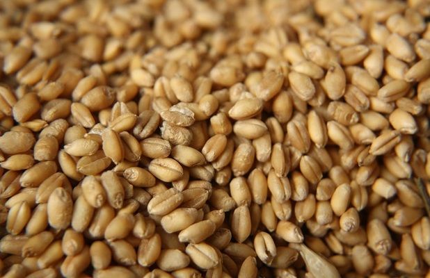 Новый стандарт на пшеницу вступит в силу с 1 августа