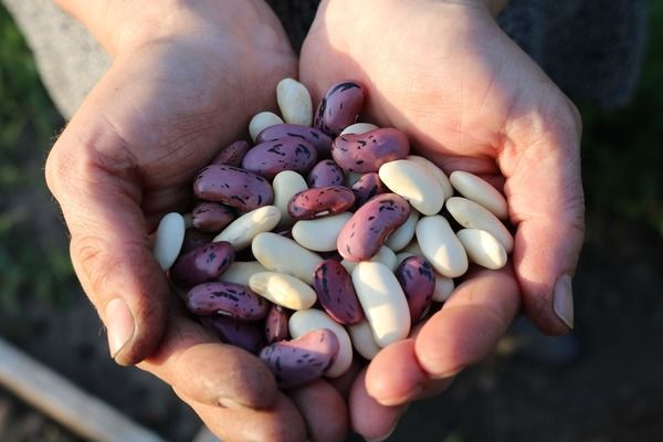 «Агролідер» пропонує фермерам партнерську програму з вирощування квасолі