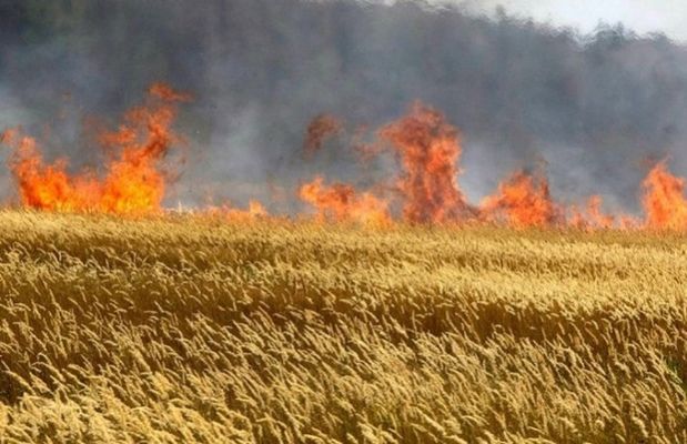 Даноша потеряла 1,5 га пшеницы из-за пожара 