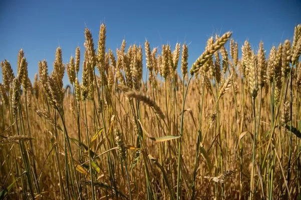 До уваги агровиробників: новий стандарт на пшеницю  – уже з 10 червня