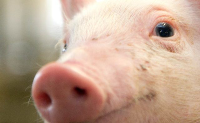Ціна закупівлі живця свиней впала на 8,7%