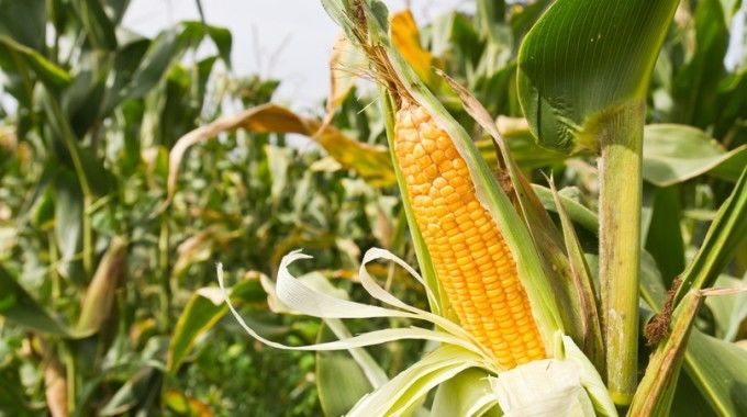 На ДПЗКУ почала надходити кукурудза нового врожаю
