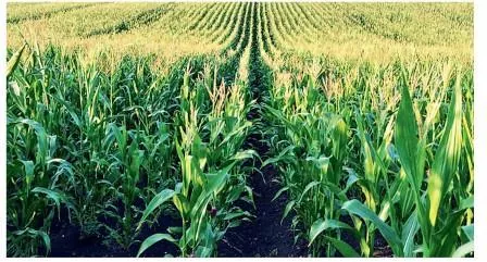 Американці знайшли спосіб, як вирощувати кукурудзу без міндобрив