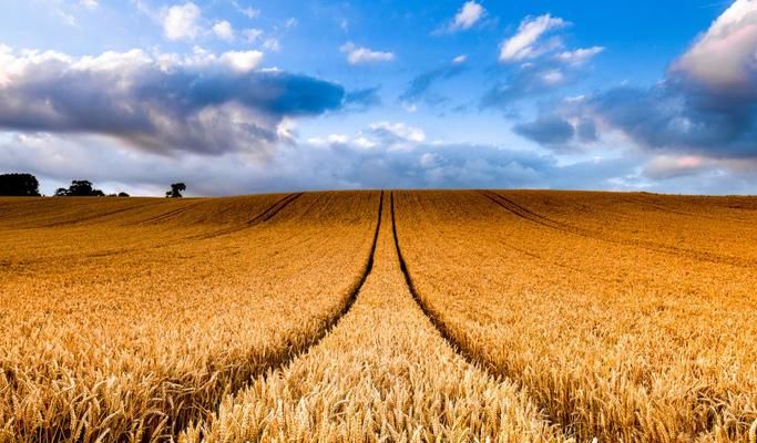 Украина уже продала почти 46 миллионов тонн зерна