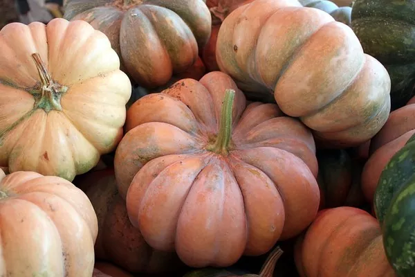 Херсонські гарбузи з’являться на полицях Великої Британії