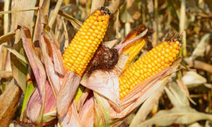 В США созрел рекордный урожай кукурузы