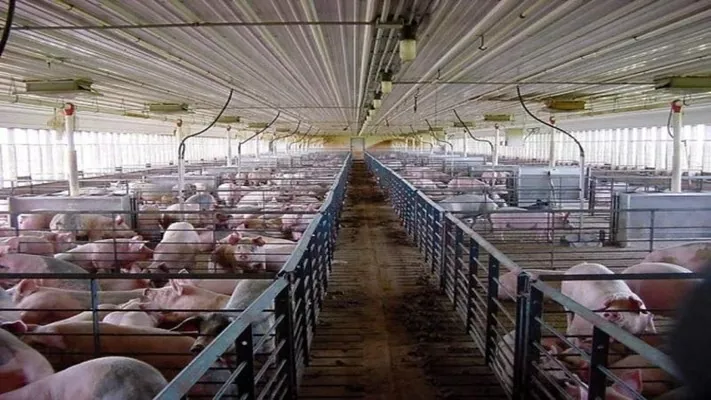 Обсяги вирощування свиней знизилися на 3,2%