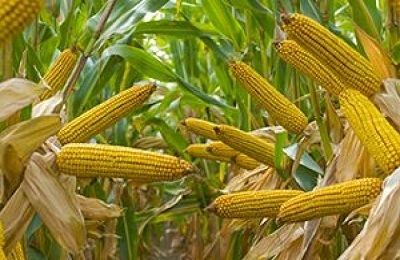 Украина планирует собрать рекордный урожай кукурузы