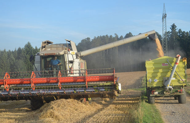 Аграрії зібрали 1,5 млн тонн кукурудзи