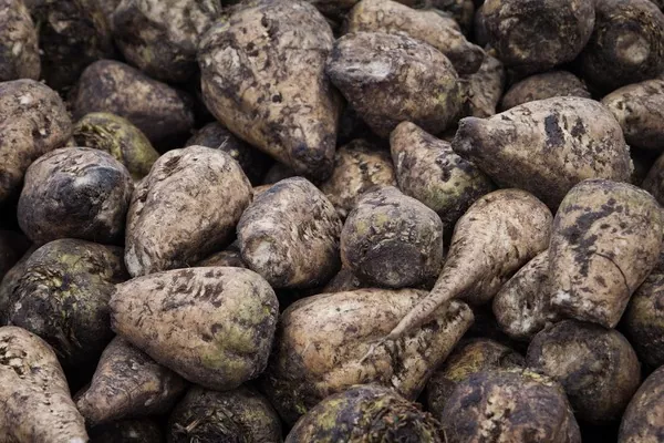 Аграрии Винницкой области планируют увеличивать посевные площади под сахарную свеклу