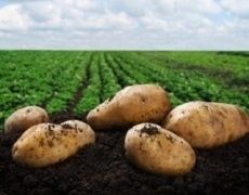 Кращі результати в боротьбі з бур’янами на картоплі забезпечує комплекс гербіцидів