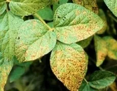 Через сім’ядольний бактеріоз і бактеріальний опік уражені проростки сої гинуть