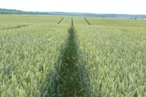 Пшеница — лидер доходности среди зерновых культур в Украине