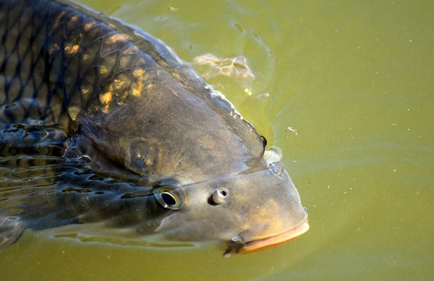 Украинская рыба получила доступ к рынку Сербии