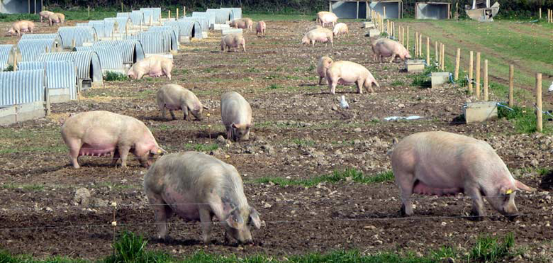 В январе-августе 2018 г. выращивание свиней сократилось на 3,2%