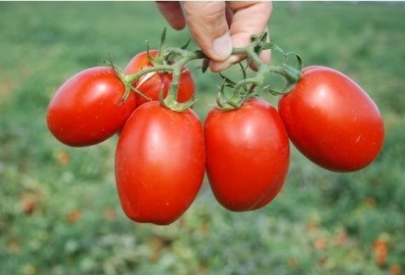 Фермери Херсонщини залишили помідори гнити на полях