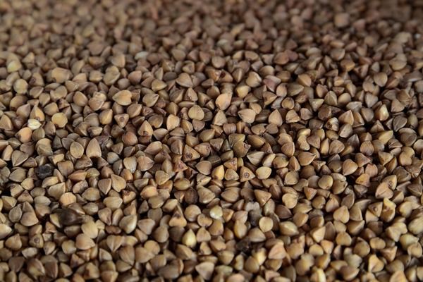 «АгроВіста» продає по форварду половину зернових