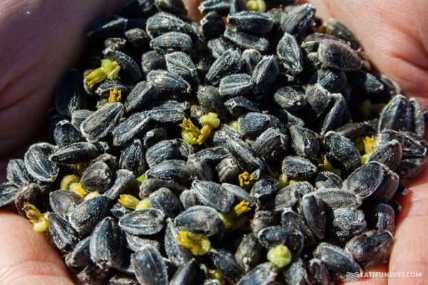 Винницкий МЖК с начала 2016/17 МГ переработал 57 тыс. т семян подсолнечника