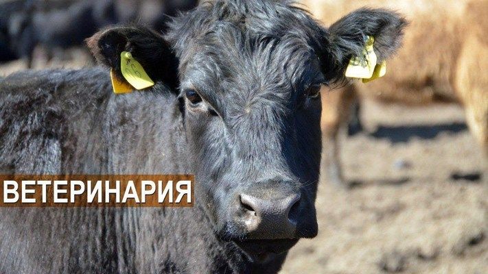 Розвиток ветеринарного обслуговування ВРХ