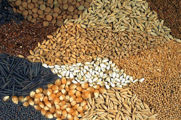 Украина с начала 2016/17 МГ экспортировала 30 млн т зерновых