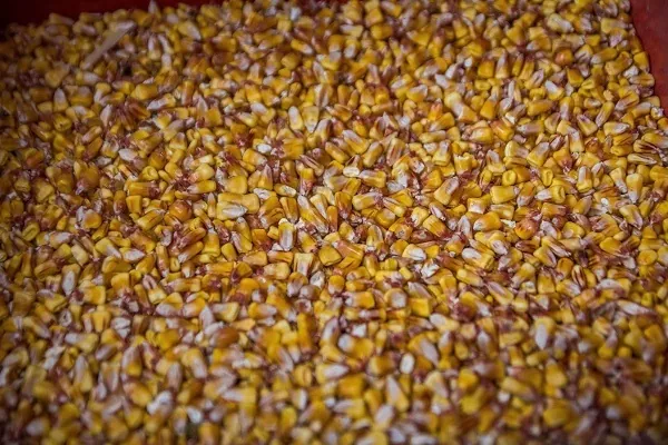 Украина в 2016 г. увеличила экспорт семян зерновых культур на 50%