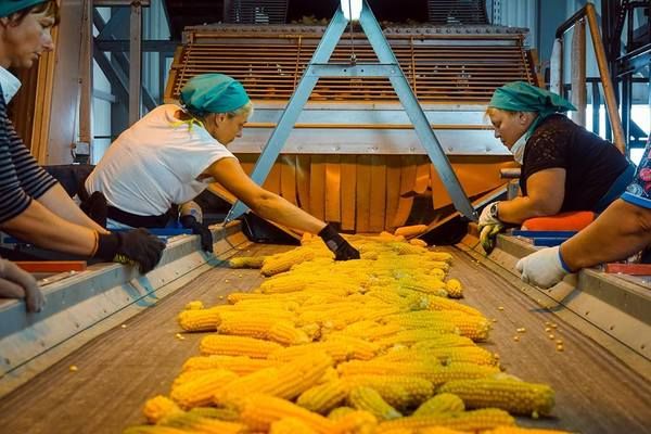 LNZ Group запустила завод із виробництва насіння кукурудзи