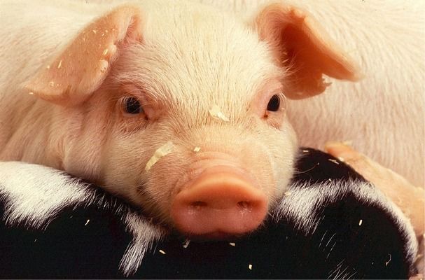 «Галс Агро» планує наростити поголів’я свиней на 15%