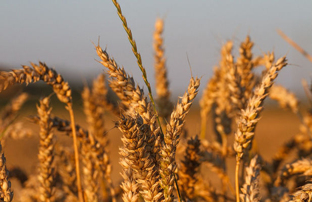 USDA подняло прогноз урожая украинской пшеницы