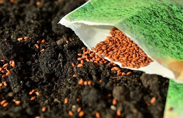 Corteva и новое направление по обработке семян