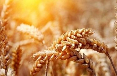 26 сентября на мировых площадках наблюдалась волатильность котировок пшеницы