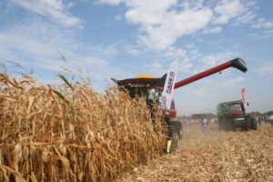 Українські аграрії зібрали кукурудзу з 20% площ