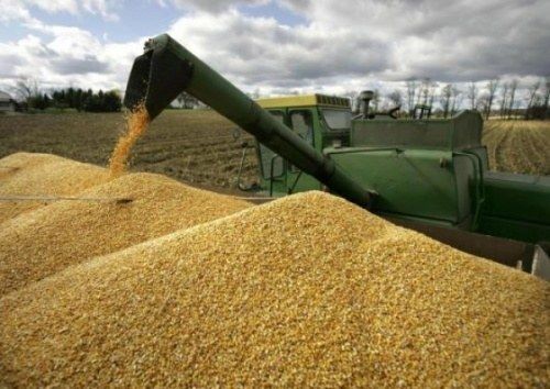В Германии производство зерна упало на 16% - официальная оценка