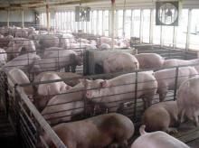 Литва сможет экспортировать свинину в Украину