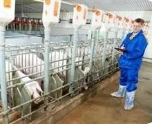 На данських свинофермах діє правило «12 годин»