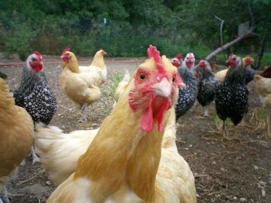 Украина и Македония согласовали ветсертификаты для экспорта яиц и яичных продуктов