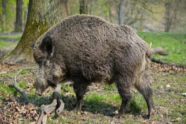 В Кировоградской и Харьковской областях зафиксированы случаи АЧС