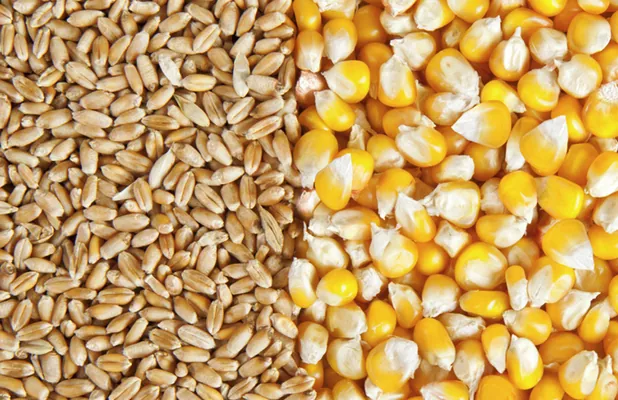 Экспорт зерна из Украины приблизился к 49 млн т