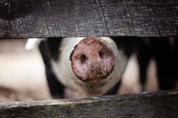 В Україні 72% промислого поголів'я свиней сконцентровано на 124 фермах
