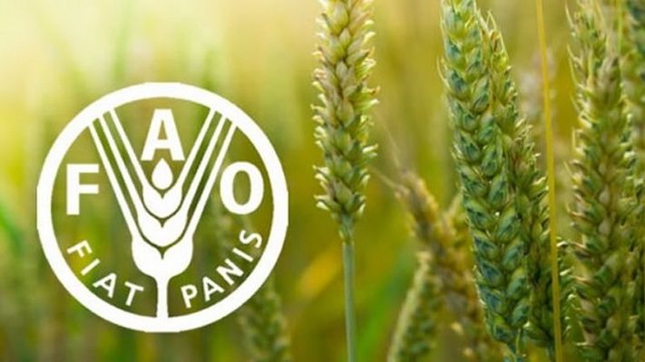 Співробітництво з ФАО формує аграрну політику України