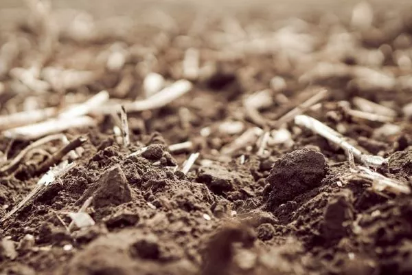 В центральных регионах Украины наблюдалось избыточное увлажнение зерновых