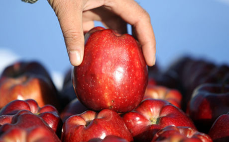 Украина будет экспортировать яблоки в Индию