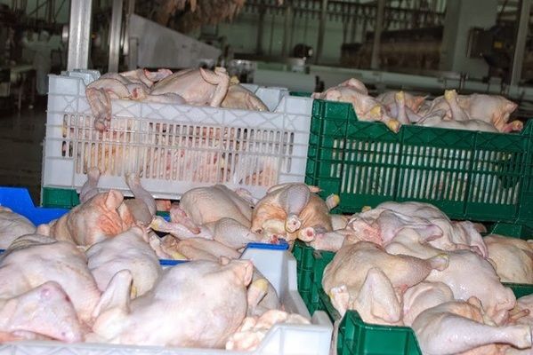 Птичий грипп принесет ЕС 100 тыс. т убытков в экспорте