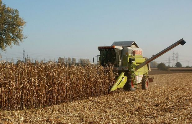 Кукуруза в Украине убрана на трети площадей