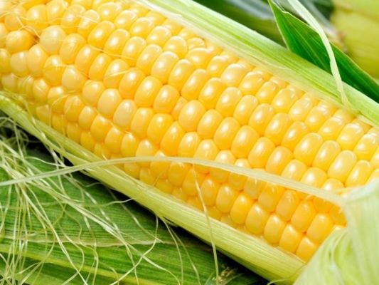 В Аргентине активно ведется сев кукурузы