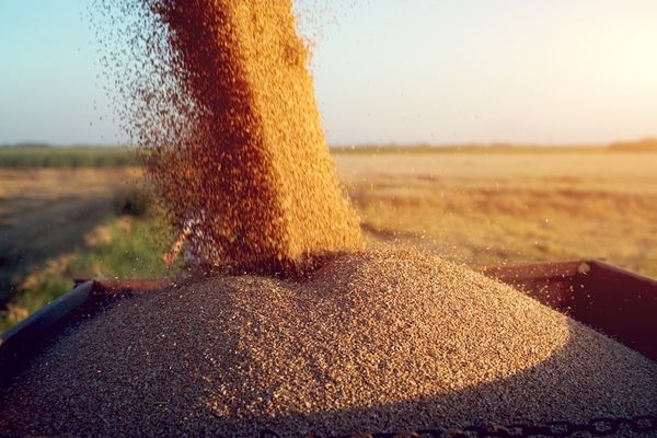 В Україні зібрали 6 млн тонн зерна нового врожаю